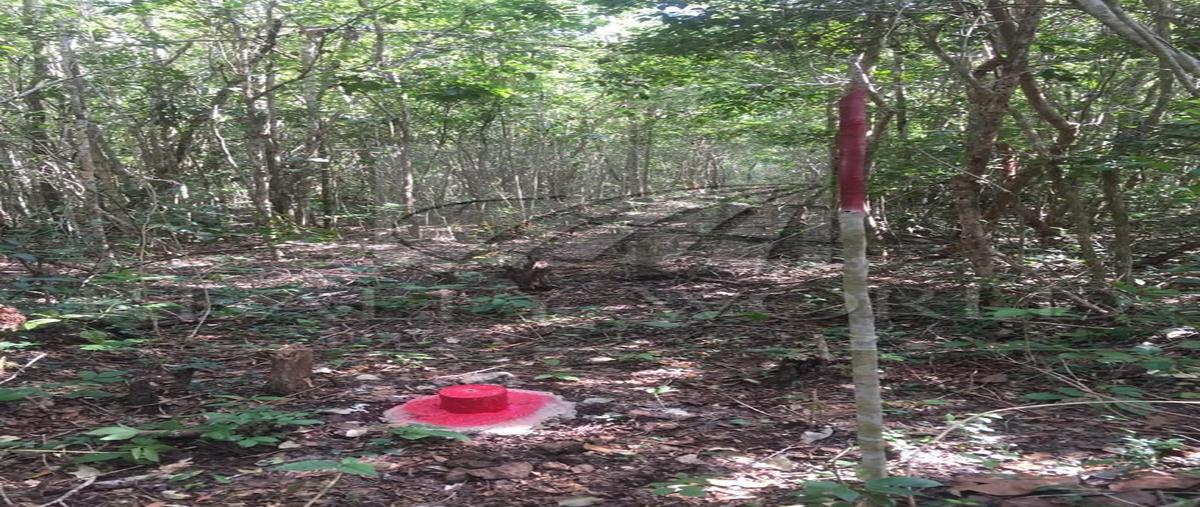 Foto de terreno habitacional en venta en  , xul kaa, tulum, quintana roo, 26753323 No. 03