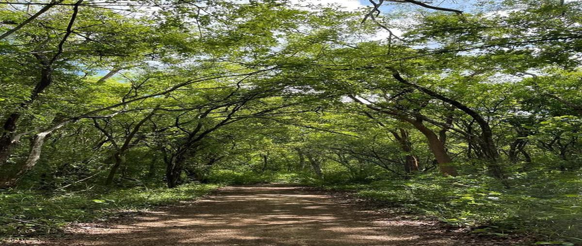Foto de terreno habitacional en venta en  , xuxcab, tekom, yucatán, 27174729 No. 04