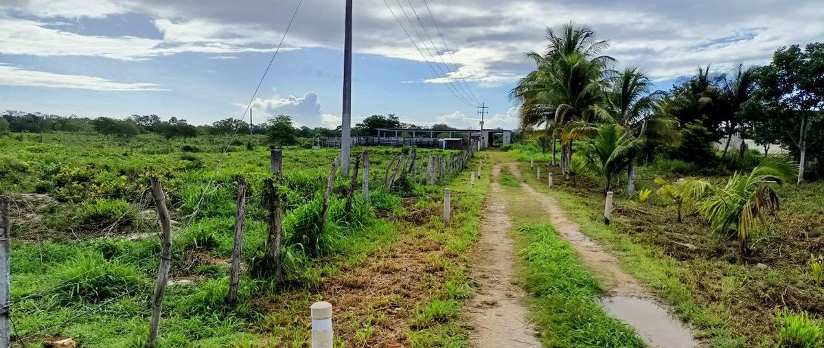 Foto de terreno habitacional en venta en  , yalcon, valladolid, yucatán, 0 No. 05