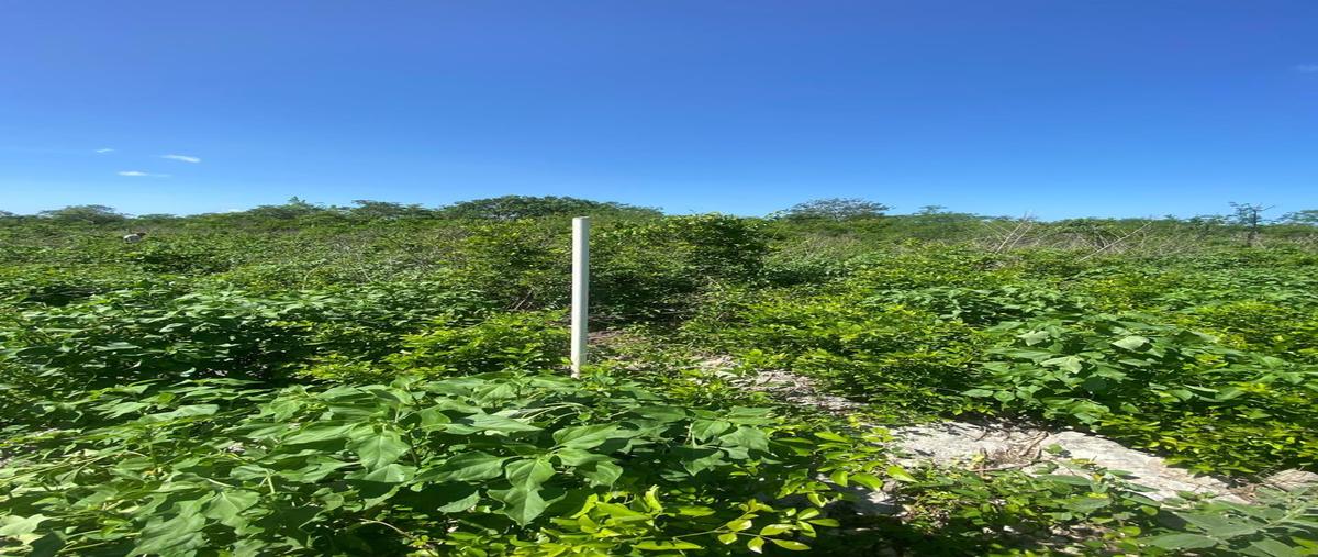 Foto de terreno habitacional en venta en  , yaxche de peón, ucú, yucatán, 29921794 No. 04