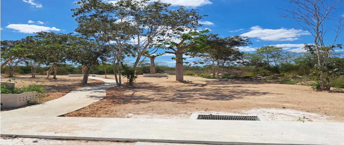Foto de terreno habitacional en venta en  , yaxkukul, yaxkukul, yucatán, 0 No. 05