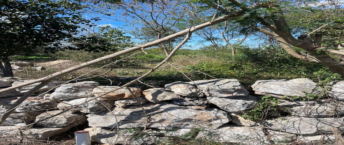 Foto de terreno habitacional en venta en  , yaxkukul, yaxkukul, yucatán, 0 No. 05