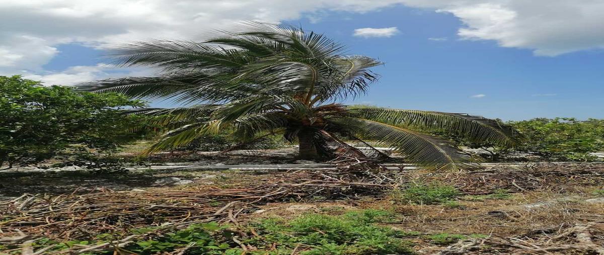 Foto de rancho en venta en yobaín - chabihau , yobain, yobaín, yucatán, 0 No. 03