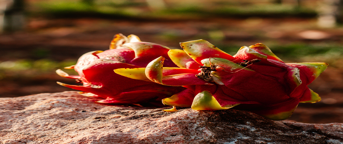 Foto de terreno habitacional en venta en  , yotholin, ticul, yucatán, 0 No. 03
