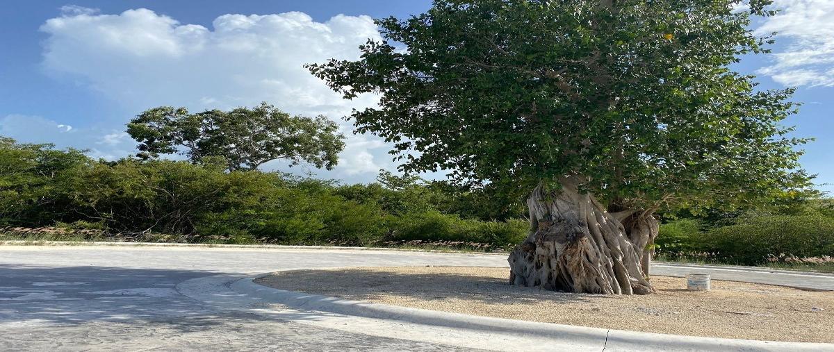 Foto de terreno habitacional en venta en  , yucatán country club, mérida, yucatán, 26880346 No. 05