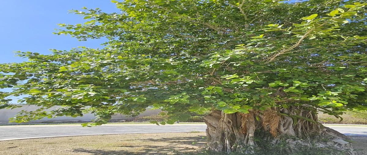 Foto de terreno habitacional en , yucatán country club, mérida, yucatán, 0 foto 04 Foto de terreno habitacional en venta en , yucatán country club, mérida, yucatán, 0 No. 04