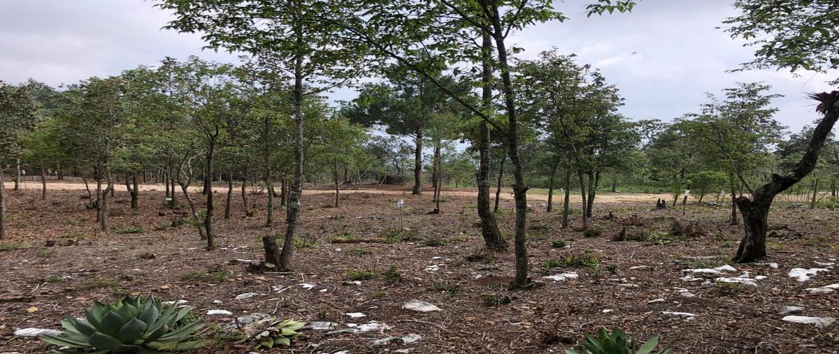 Foto de terreno habitacional en venta en  , zacualpan de ecatepec, san cristóbal de las casas, chiapas, 0 No. 05