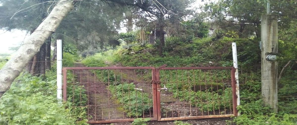 Foto de local en zona de carrizalillos , real de mendoza, comala, colima, 23662703 foto 02 Foto de local en venta en zona de carrizalillos , real de mendoza, comala, colima, 23662703 No. 02