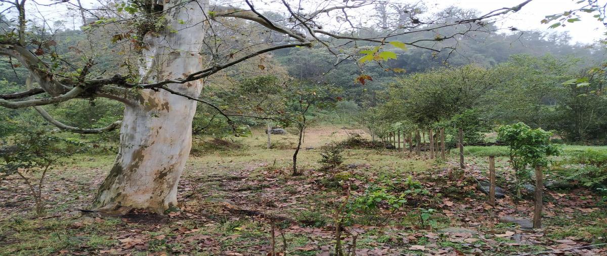 Foto de terreno habitacional en venta en  , zoncuatla, coatepec, veracruz de ignacio de la llave, 25996096 No. 04