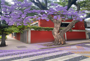 Foto de inmueble en Pino 54, Santa Catarina, Coyoacán, 04010 Ciudad de México, CDMX #s/n, Col. Barrio Santa Catarina C.P. 04010, Coyoacán