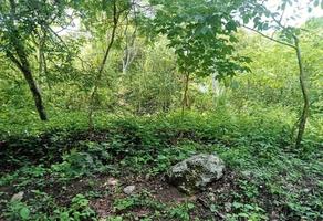 Foto de inmueble en matumatza, Col. Once de Julio C.P. 29967, Palenque