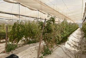 Foto de inmueble en Rancho Agricola EN Venta  Coahuila, Col. Estrella C.P. 27980, Parras