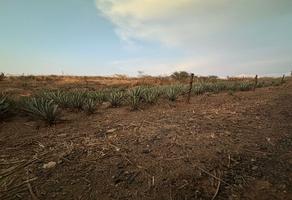 Foto de inmueble en EL SABINO, Col. Tequila Centro C.P. 46400, Tequila