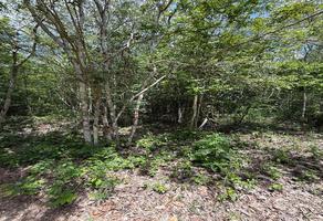 Foto de inmueble en Ruta DE LOS Cenotes Ejido DE Leona Vicario, Col. Leona Vicario C.P. 77016, Othón P. Blanco