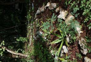 Foto de inmueble en hacia El Oriente, Terraceria desde X-uch, Km.4.5, 97740, Col. Temozon C.P. 97740, Temozón