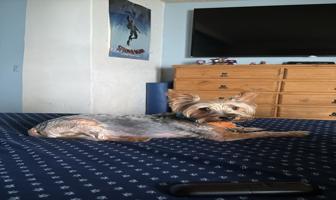 Foto de inmueble en Nogales 1, código 2, Roma Sur, Cuauhtémoc, 06760 Ciudad de México, CDMX #1Int. 302, Col. Roma Sur C.P. 06760, Cuauhtémoc