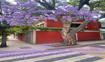 Foto de inmueble en Pino 54, Santa Catarina, Coyoacán, 04010 Ciudad de México, CDMX #s/n, Col. Barrio Santa Catarina C.P. 04010, Coyoacán