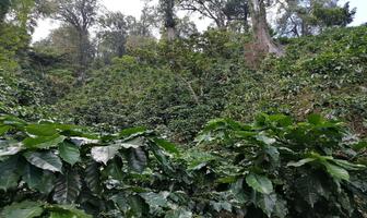 Foto de inmueble en Cuxtepeques, Col. Cuxtepec C.P. 30365, La Concordia