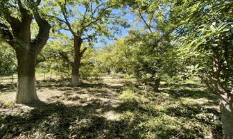 Foto de inmueble en Ponciano Arriaga #Lote 58, Col. Parras de La Fuente Centro C.P. 27980, Parras