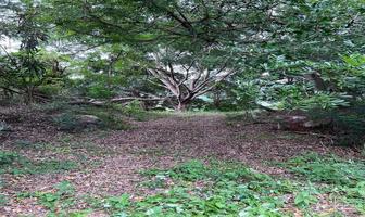 Foto de inmueble en Los Asmoles, Col. Los Asmoles C.P. 28640, Colima
