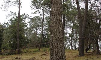Foto de inmueble en Bosque Encantado, Col. Juanacatlan C.P. 49360, Tapalpa