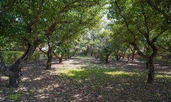 Foto de inmueble en Camino de San Francisco, Col. Los Gavilanes C.P. 45645, Tlajomulco de Zúñiga