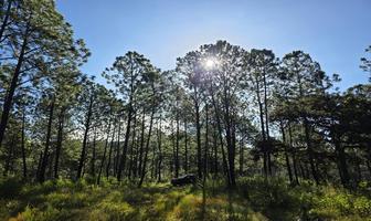 Foto de inmueble en carretera Tapalpa-San Gabriel, Col. Punta de Agua C.P. 49355, Tapalpa