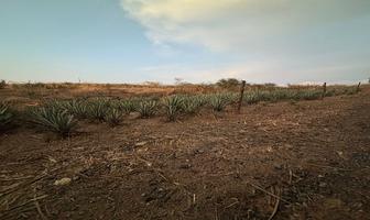 Foto de inmueble en EL SABINO, Col. Tequila Centro C.P. 46400, Tequila