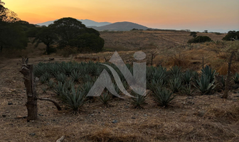 Foto de inmueble en EL SABINO, Col. Tequila Centro C.P. 46400, Tequila