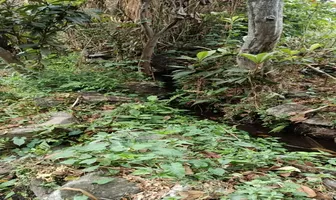 Foto de inmueble en Sin nombre de calle #S/N, Col. La Loma C.P. 52464, Malinalco