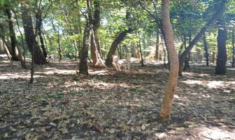 Foto de inmueble en Acatitlan, Col. Rincón de Estradas C.P. 51207, Valle de Bravo