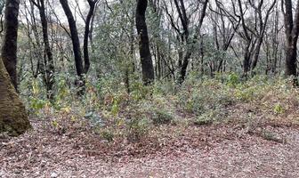Foto de inmueble en San Miguel Tecpan, Col. Santa Ana Jilotzingo C.P. 54570, Jilotzingo