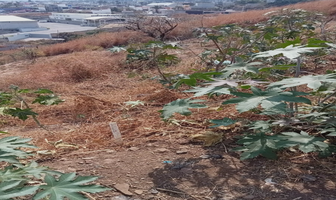 Foto de inmueble en Limonero, Col. Ahuatepec C.P. 62300, Cuernavaca