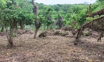 Foto de inmueble en Sin nombre de calle, Col. Mazunte C.P. 70947, Santa María Tonameca