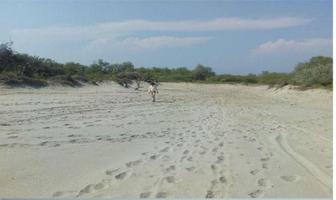 Foto de inmueble en Las  aras en san francisco Ixhutan, Col. Santa Cruz Sector A C.P. 70987, Santa María Huatulco