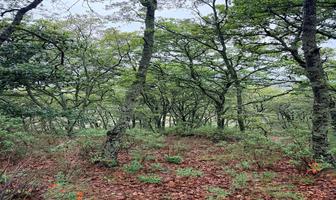 Foto de inmueble en , Col. La Ladera C.P. 76897, Amealco de Bonfil