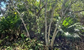 Foto de inmueble en , Col. Isla de Holbox C.P. 77310, Lázaro Cárdenas