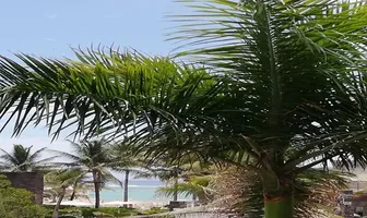 Foto de inmueble en Sin nombre de calle #., Col. Playa del Carmen C.P. 77710, Solidaridad