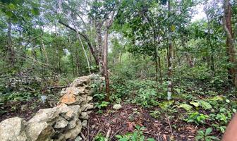 Foto de inmueble en carretera chetumal #s/n, Col. Yaxche C.P. 77786, Tulum