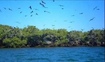 Foto de inmueble en Rancho aéreo ecológico Santa Rosario, Isla de Tachichilte, Col. Angostura Centro C.P. 81600, Angostura