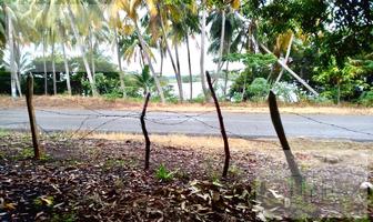 Foto de inmueble en Terreno a 15 km de la Refineria - Dos Bocas,  en Paraiso Tabasco, Col. La Unión C.P. 86720, Macuspana