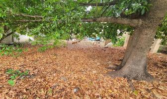 Foto de inmueble en Cholul, Col. Cholul C.P. 97305, Mérida