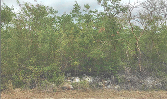 Foto de inmueble en calle 1, Col. Misnebalam C.P. 97333, Progreso