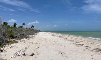 Foto de inmueble en Antigua carretera Sisal Chuburna, Col. Sisal C.P. 97356, Hunucmá