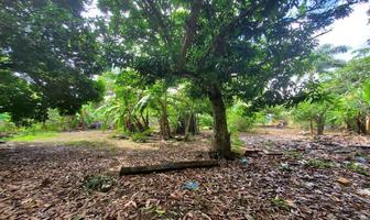 Foto de inmueble en  , Col. Diego Rojas C.P. 77933, Bacalar