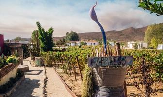 Foto de inmueble en el tigre, Col. Francisco Zarco (Valle de Guadalupe) C.P. 22750, Ensenada