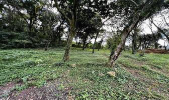 Foto de inmueble en  , Col. Mariano Escobedo C.P. 91612, Coatepec