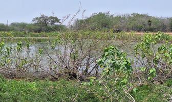 Foto de inmueble en Rancho el Trebol, Col. López Rayón C.P. 89746, González