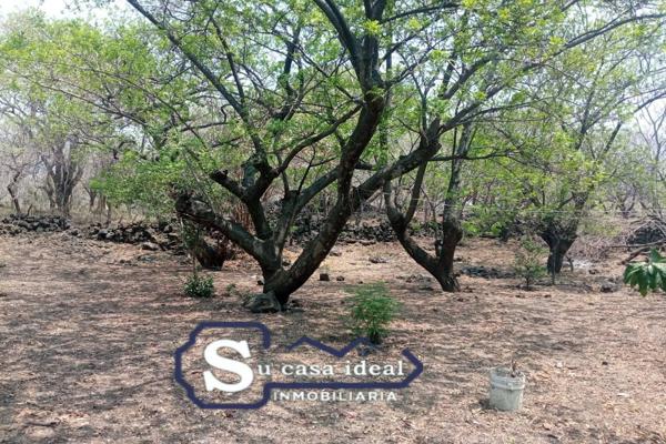 Foto de inmueble en CIRUELO, Col. Chisco C.P. 62525, Tepoztlán