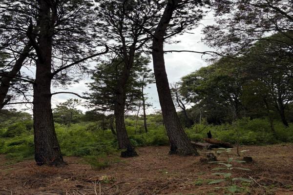 Foto de inmueble en Av Subida a Chalma, Col del Bosque, Cuernavaca, Mor. #s/n, Col. Del Bosque C.P. 62150, Cuernavaca